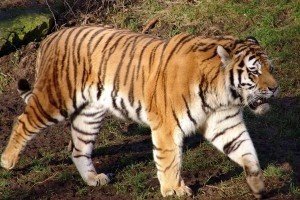 У Парижі понад 100 поліцейських другий день розшукують тигра