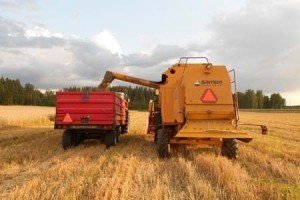 Мінекономрозвитку підвищило прогноз урожаю зернових в Україні