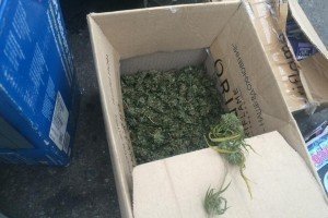 Бійців одного з добровольчих батальйонів затримано за перевезення марихуани