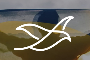 Svidok.org розпочинає всеукраїнський збір свідчень воєнних злочинів росіян проти довкілля на території України