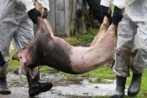 Білорусь обмежила ввезення свинини з Сумської області