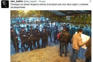 В Росії зоозахисники закрилися у клітці з оленем, поліція намагається болгаркою розпиляти вольєр