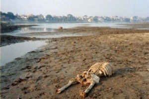В Індії в річці Ганг знайшли 100 тіл померлих людей