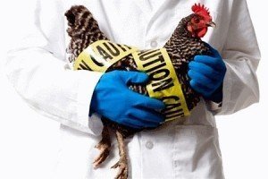 У Японії зафіксували черговий спалах пташиного грипу