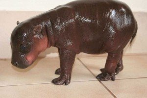 Дво-місячний бегемот у празькому зоопарку нарешті отримав ім`я