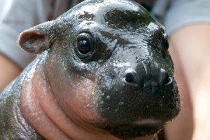 У шведському зоопарку врятували дитинча карликового бегемота [відео]