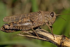 Сарана накриває дедалі більше регіонів України: від втрат аграріїв до продажу комах онлайн