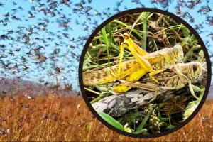 На Запоріжжі скасували карантин через нашестя сарани &ndash; чим вони небезпечні