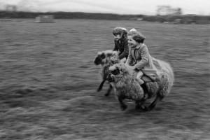 Дві дівчинки скачуть на повній швидкості на вівцях у Корнуоллі, 1969 рік