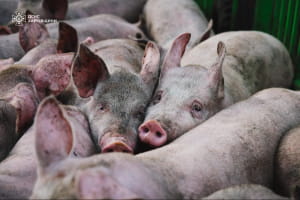 На Харківщині внаслідок атаки рф загинули 13 тисяч свиней