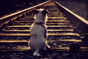 Из-за российских ударов на Нежинском направлении отменен ряд поездов, остальные задерживаются 