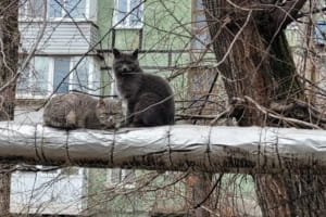 Отопительный сезон: цена на газ для населения не изменится – премьер Свириденко