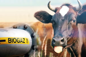 Альтернативный источник: коровы дают свет – как это возможно и что такое биогаз
