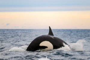 Пологи у косаток