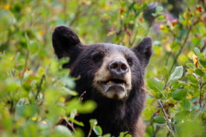 Чорний ведмідь