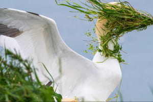 Nikon Comedy Wildlife Awards 2025