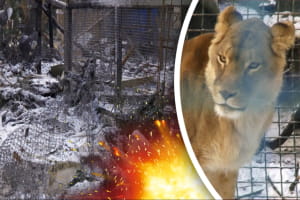 Удар по экопарку в окрестностях Харькова: взрыв убил птиц и уничтожил вольеры &ndash; видео