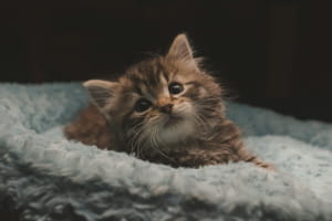 Кошеня