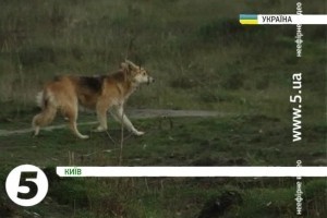 У Києві знову труять безпритульних тварин [відео]