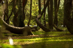 Кривий ліс, Польща