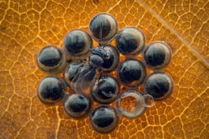 Close-up Photographer of the Year