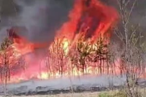 Пожар в Черниговской области: огнем охвачено более 4 тыс. га (видео)