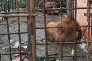 Російських ведмедів-алкоголіків рятуватимуть у Румунії