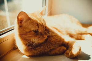 Кіт, кішка, котик