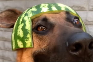 Собака