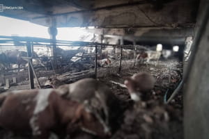 Росіяни атакували ферму на Сумщині: загинула жінка, є поранені