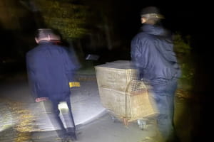 Втеча тигреня
