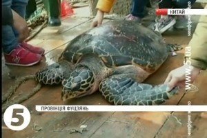 У Китаї виловили рідкісну великоголову черепаху