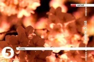 У китайському місті Ухань почався сезон цвітіння вишні