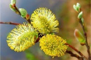 Християни західного обряду відсвяткували вербну неділю