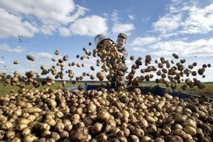 Урожай овочів в Україні цього може стати найменшим за останні 5-7 років - експерти