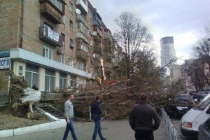 Штормовий вітер повалив дерева на припарковані авто в центрі Києва (фото)