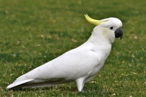 В Індонезії поліція врятувала какаду, яких контрабандисти перевозили у пластикових пляшках