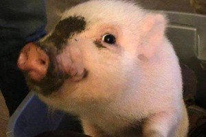 У США свиня балотується в мери