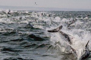 В Адриатическом море впервые за 30 лет заметили дельфина
