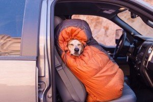 Фотограф забрав собаку з притулку і взяв у подорож Америкою