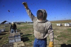 У Сполучених  Штатах масово гинуть бджоли