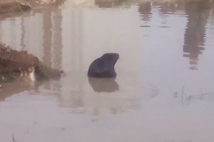У Челябінську цілий день ловили бобра