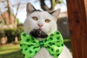 Бородатий кіт-хіпстер прославився в Instagram 