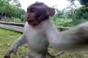 На Балі мавпочка вихопила в туристки камеру GoPro і зробила селфі