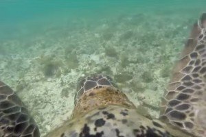 Черепаха подорожувала Великим Бар'єрним рифом із камерою GoPro