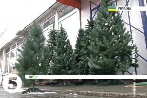 Київ завалений непроданими ялинками [відео]