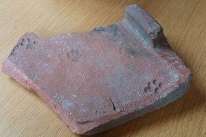 На давньоримській черепиці знайшли котячі сліди, яким близько 2 тис. років