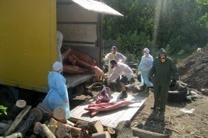 Спалах африканської чуми свиней: на Полтавщині спалили понад 250 туш