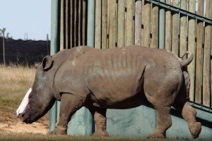 В Африці спотворену браконьєрами самку носорога врятували за допомогою шкіри слона