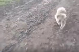 Коала в результаті переслідування зігнала австралійку з квадроцикла